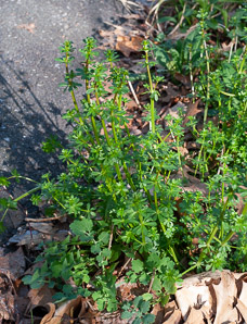Galium mollugo (smooth bedstraw, false baby’s breath, upright bedstraw, upright hedge bedstraw, white bedstraw, wild madder)