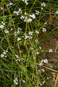 Galium palustre (marsh bedstraw, common marsh bedstraw)