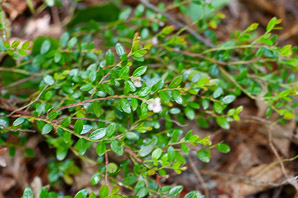 Gaylussacia brachycera (box-huckleberry, box-leaved whortleberry, box huckleberry)