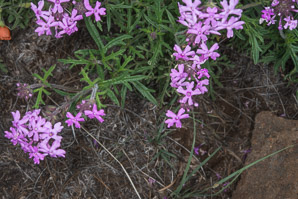 Glandularia bipinnatifida (Dakota verbena, Davis Mountain mock vervain)