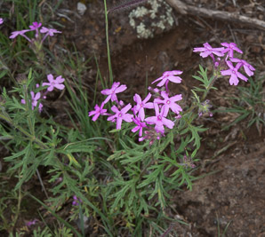 Glandularia bipinnatifida (Dakota verbena, Davis Mountain mock vervain)