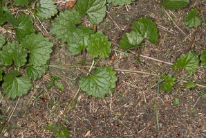 Glechoma hederacea (ground-ivy, gill-over-the-ground, creeping charlie, alehoof, tunhoof, catsfoot, field balm, run-away-robin, ground ivy)