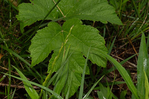 Heracleum maximum (cow parsnip, Indian celery, pushki, common cowparsnip)