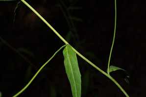 Hieracium paniculatum (panicled hawkweed)
