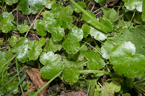 Hydrocotyle sibthorpioides (lawn marsh pennywort, lawn marshpennywort)