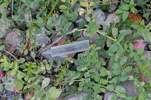 Lathyrus japonicus (beach pea, sea pea, circumpolar pea, sea vetchling)
