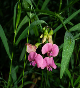 Lathyrus palustris (marsh vetchling, marsh pea)