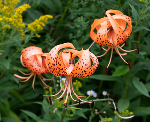 Lilium lancifolium (tiger lily)
