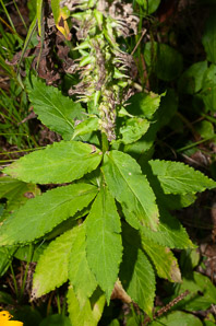 Lobelia siphilitica (great blue lobelia)