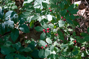 Lonicera tatarica (Tatarian honeysuckle)