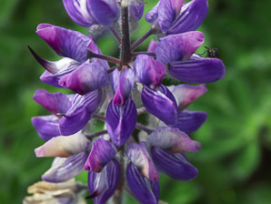 Lupinus arcticus (Arctic lupine, lupine, purple nootka)