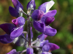 Lupinus arcticus (Arctic lupine, lupine, purple nootka)