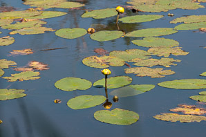 Nuphar lutea (yellow pond lily, spatterdock, yellow pond-lily)