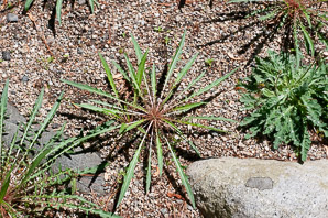 Oenothera flava (yellow evening primrose, Mexican evening primrose)