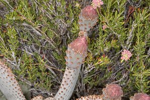 Opuntia basilaris (beavertail cactus, beavertail pricklypear)