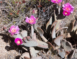 Opuntia basilaris (beavertail cactus, beavertail pricklypear)
