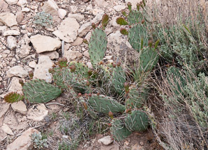 Opuntia macrocentra (long-spined prickly pear, black spine prickly pear, purple pricklypear)