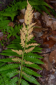Osmunda cinnamomea (cinnamon fern)