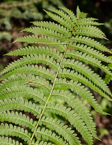Osmunda cinnamomea (cinnamon fern)