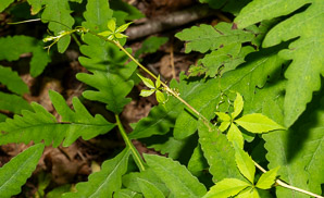 Parthenocissus quinquefolia (Virginia creeper)