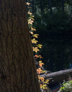 Parthenocissus quinquefolia (Virginia creeper)