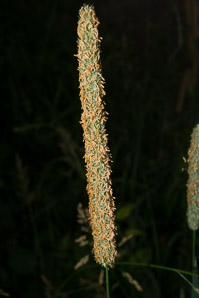 Phleum pratense (timothy)