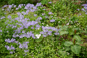 Phlox divaricata (wild blue phlox, Louisiana phlox, blue woodland phlox, sweet William, wild sweet William)
