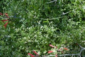 Pholistoma membranaceum (white fiesta flower, white fiestaflower)