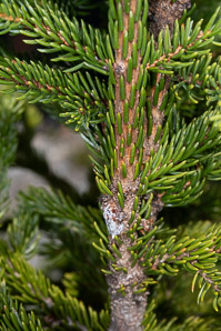 Picea rubens (red spruce, Eastern spruce, yellow spruce)