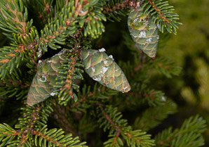 Picea rubens (red spruce, Eastern spruce, yellow spruce)