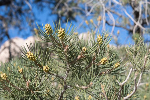 Pinus monophylla (singleleaf piñon, pinyon pine, single-leaf pinyon pine, single-leaf piñon pine, singleleaf pinyon)
