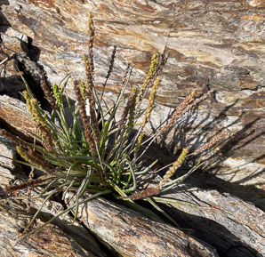 Plantago maritima (sea plantain, goose tongue)