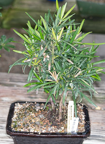 Podocarpus macrophyllus (Buddhist pine)