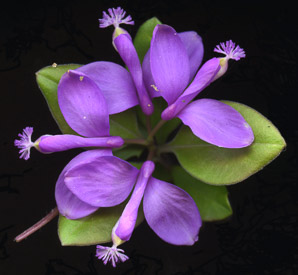 Polygala paucifolia (fringed polygala, gaywings, fringed milkwort)