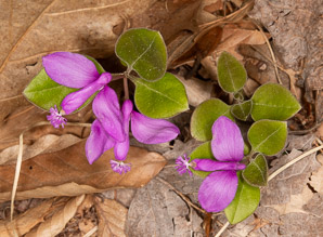 Polygala paucifolia (fringed polygala, gaywings, fringed milkwort)