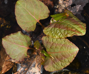 Polygonum cuspidatum (Japanese knotweed, Mexican bamboo)