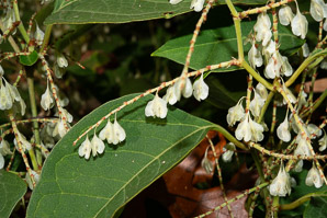 Polygonum cuspidatum (Japanese knotweed, Mexican bamboo)