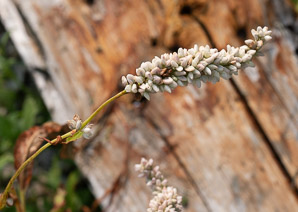 Polygonum lapathifolium (nodding smartweed, pale smartweed, dock-leaved smartweed, curlytop knotweed)
