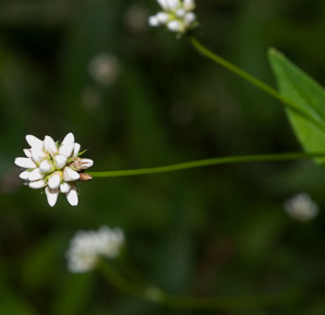 Polygonum sagittatum (arrow tearthumb, arrowleaf tearthumb)