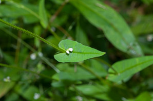 Polygonum sagittatum (arrow tearthumb, arrowleaf tearthumb)