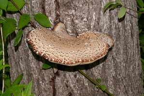 Polyporus squamosus (Dryad’s saddle, pheasant’s back mushroom)