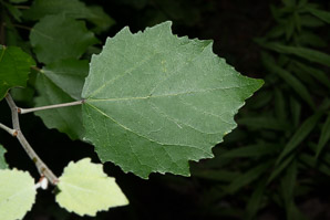 Populus grandidentata (bigtooth aspen, large-tooth aspen, American aspen, white poplar, aspen)