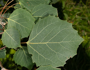 Populus grandidentata (bigtooth aspen, large-tooth aspen, American aspen, white poplar, aspen)