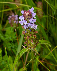 Prunella vulgaris (common selfheal, heal-all, heart-of-the-earth, healall)