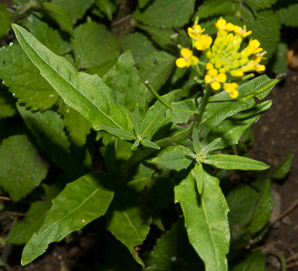 Rorippa palustris (bog yellowcress, bog marshcress, common yellowcress, marsh yellowcress, marshcress, yellow cress)