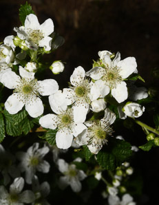 Rubus allegheniensis (common blackberry, Allegheny blackberry)