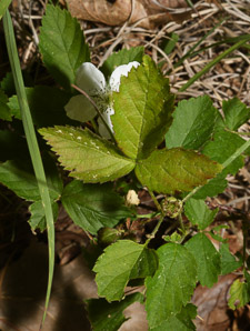 Rubus hispidus (swamp dewberry, bristly blackberry, bristly dewberry)