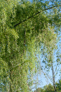 Salix nigra (black willow)