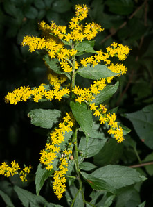 Solidago rugosa (rough-stemmed goldenrod, wrinkleleaf goldenrod)
