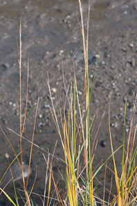 Spartina alterniflora (smooth cordgrass, saltmarsh cordgrass, salt-water cordgrass)